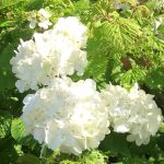 4月22日に紫陽花が咲いた？!