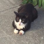 猫の代替わり